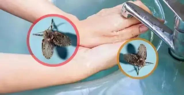 衛(wèi)生間為什么會(huì)有小蟲子？怎么消滅？